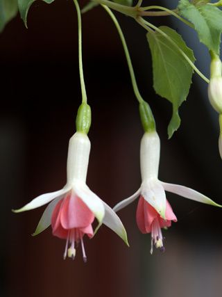 Fuchsia 'Hidcote Beauty'