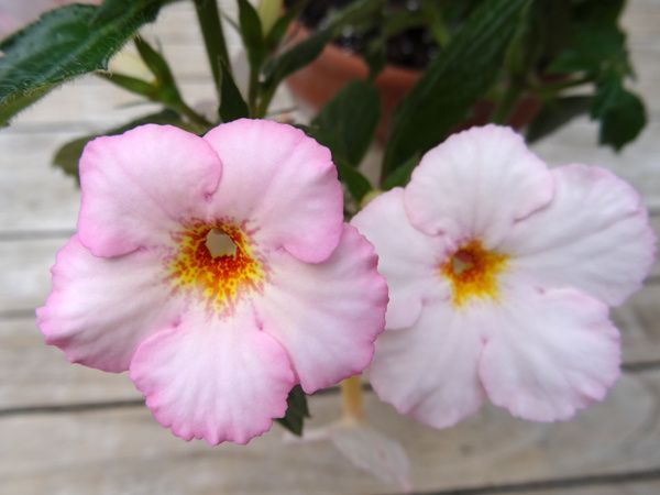 Achimenes 'Rozi-Roza'