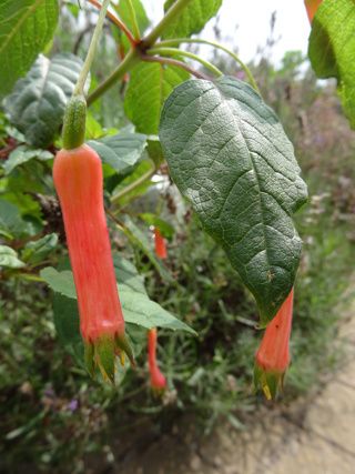 Fuchsia splendens ssp cordifolia