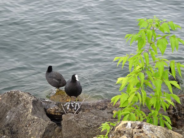 Quelques oiseaux du lac Léman
