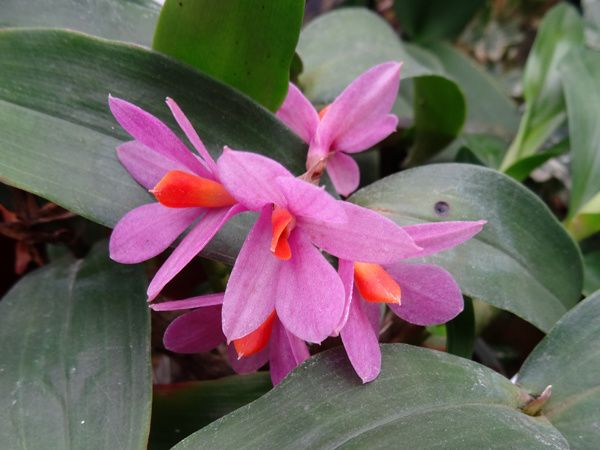 Dendrobium Hibiki (bracteosum x laevifolium)