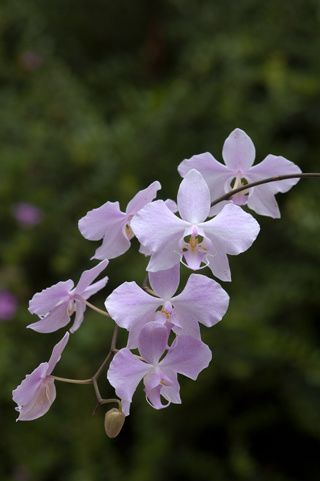 Phalaenopsis sanderiana