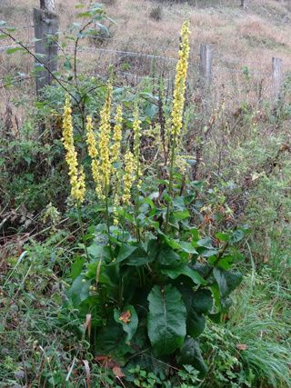 Verbascum nigrum