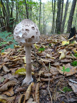 Lépiote élevée - Macrolepiota procera