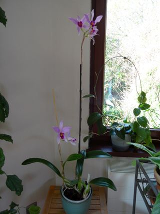 Laelia anceps