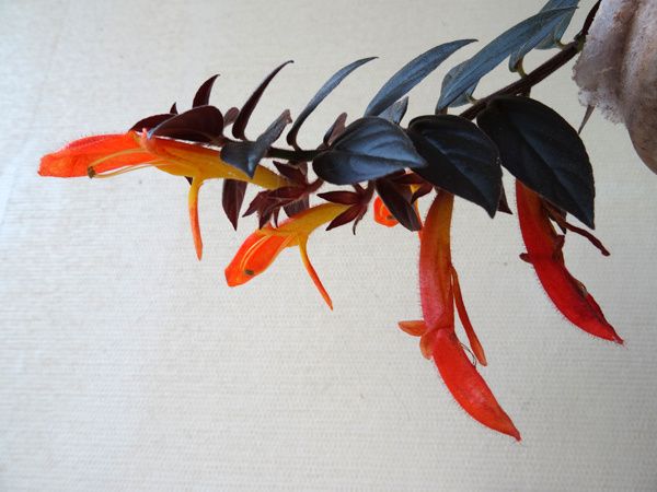 Columnea 'Midnight Lantern'