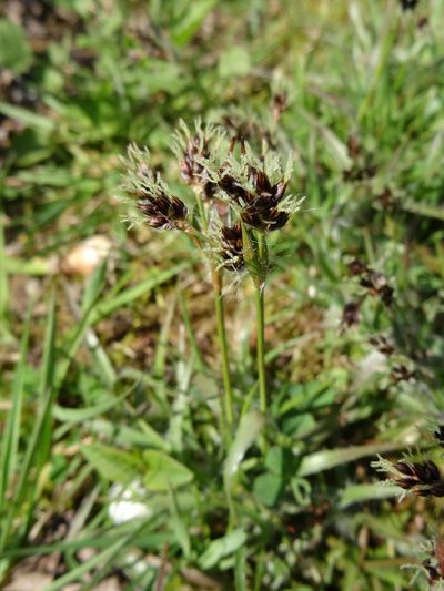 Luzula campestris - luzule champêtre