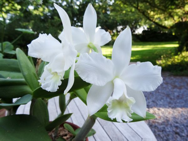 Cattleya