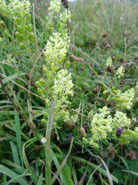 Reseda lutea