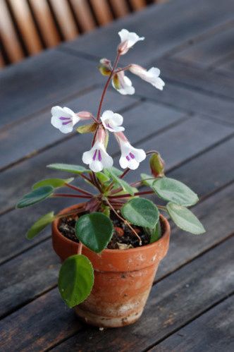 Gesneriaceae (page en cours, mise à jour le 11/11/2015)