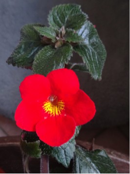 Gesneriaceae (page en cours, mise à jour le 11/11/2015)