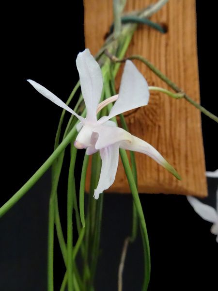Holcoglossum subutifolium