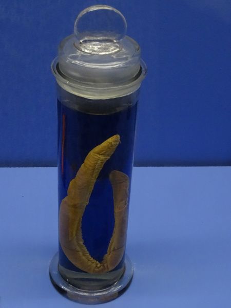 Les trésors de Mariemont