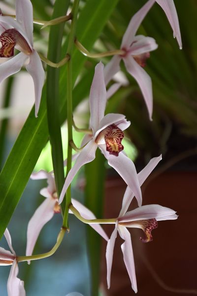 Cymbidium erythrostylum x dayanum var. simonsianum