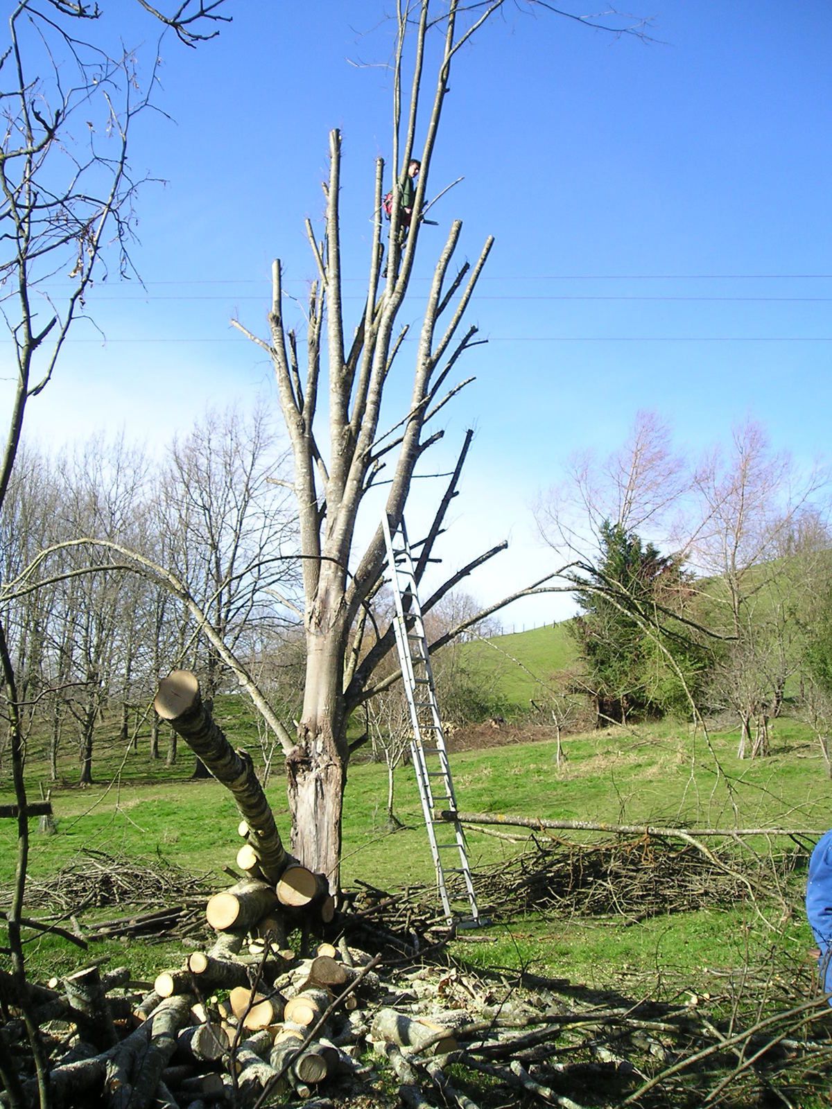 rencontre nationale des arboristes