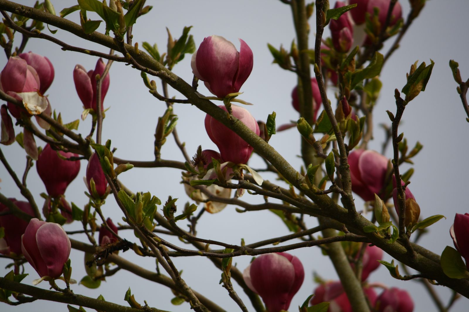 Le magnolia, une fleur, puis deux, puis pleins