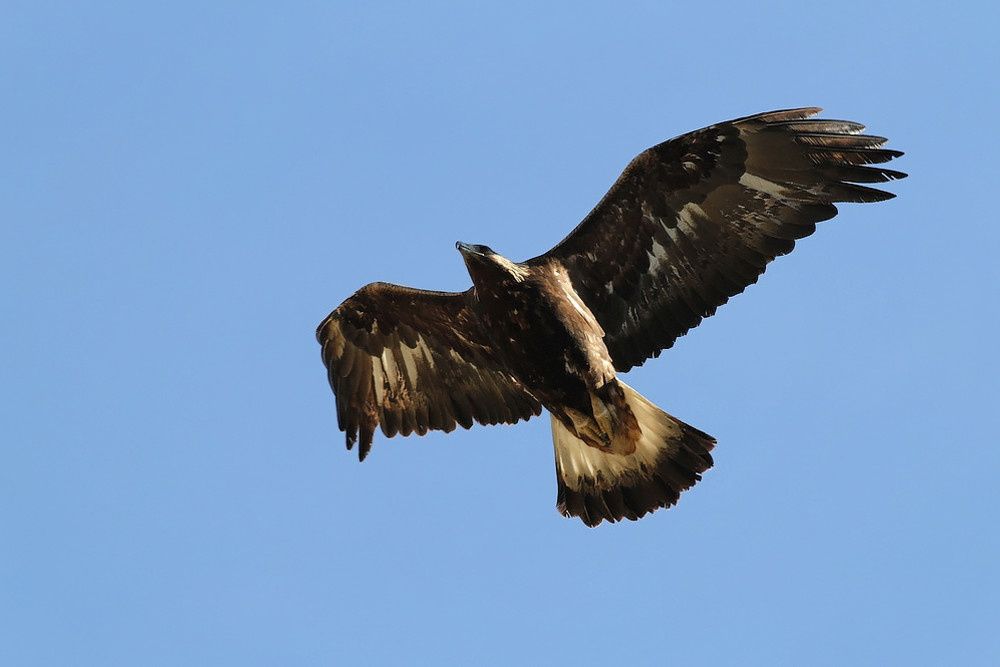Rencontres l'aigle