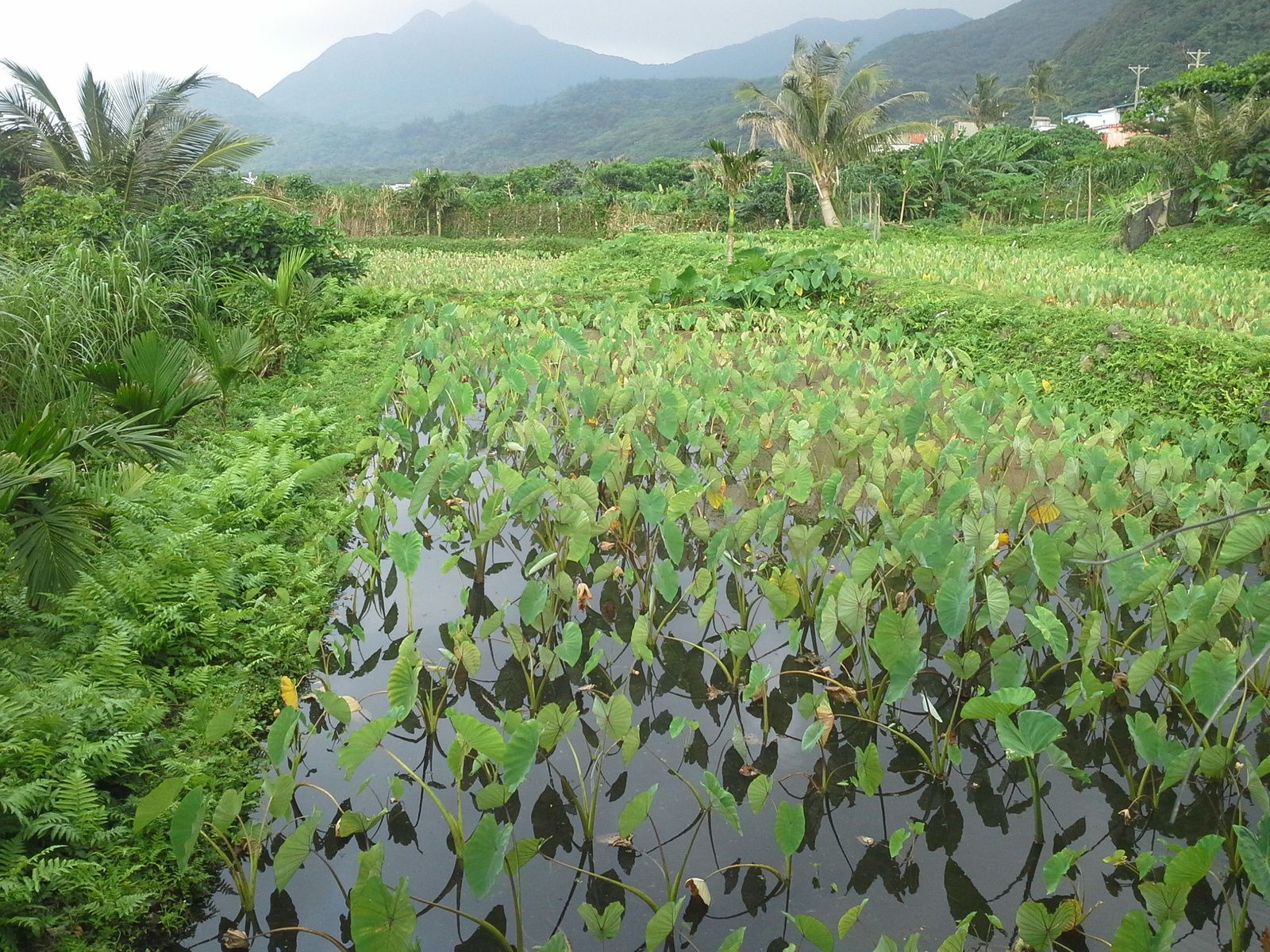 plantation de taros