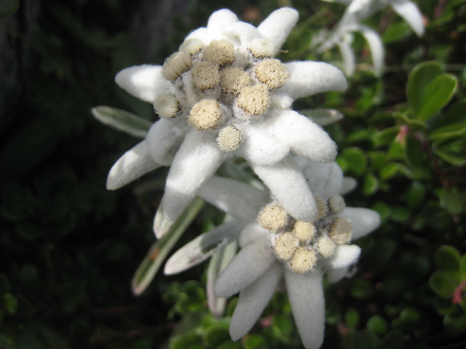 Pointe de la beccaz Traversée Beccaz crêt des mouches the way of