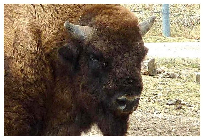 Bison D Europe En 4 Lettres bison d'Europe - le blog francois.juignet