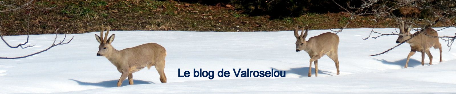 Le blog de Valroselou