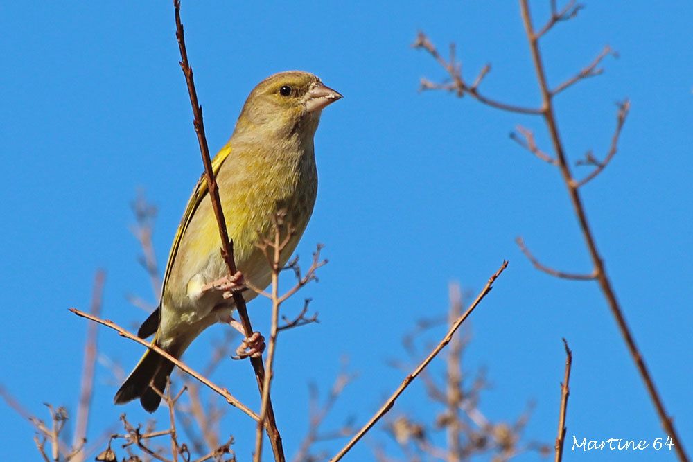 Un petit coup d'pouce ... Ob_f3fa58_img-3542a