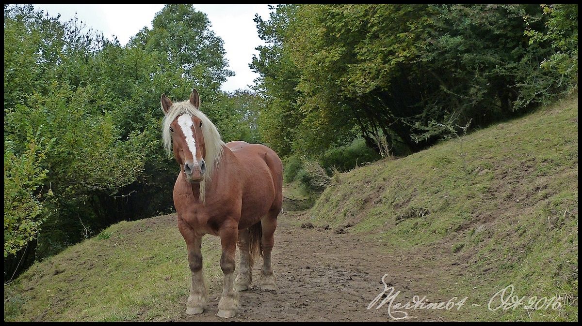 La cueillette fut bonne ... Ob_e7b651_p1110184