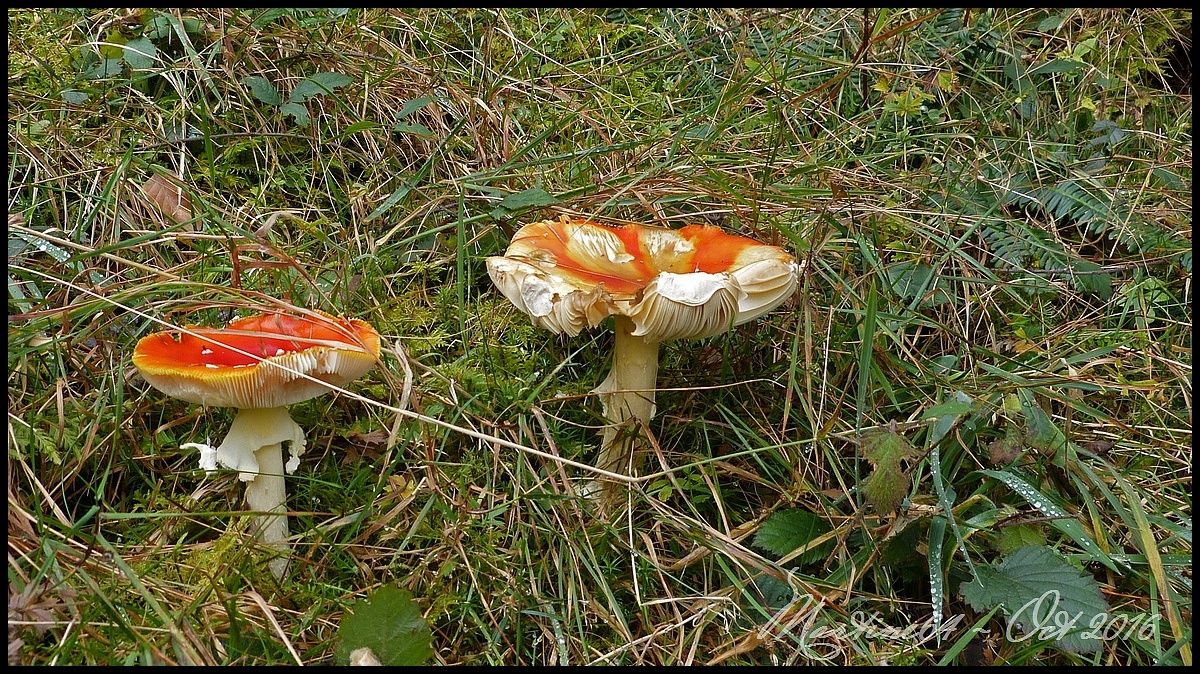 La cueillette fut bonne ... Ob_fd5d27_p1110180