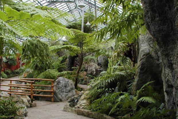 La magnifique collection de fougères de la serre du Jardin botanique de Montréal.
