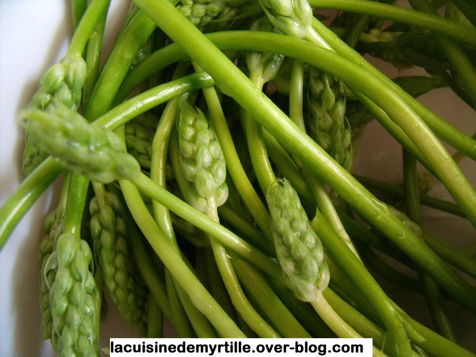 parenthèse "asperges sauvages" ou des bois - Le blog de myrtille