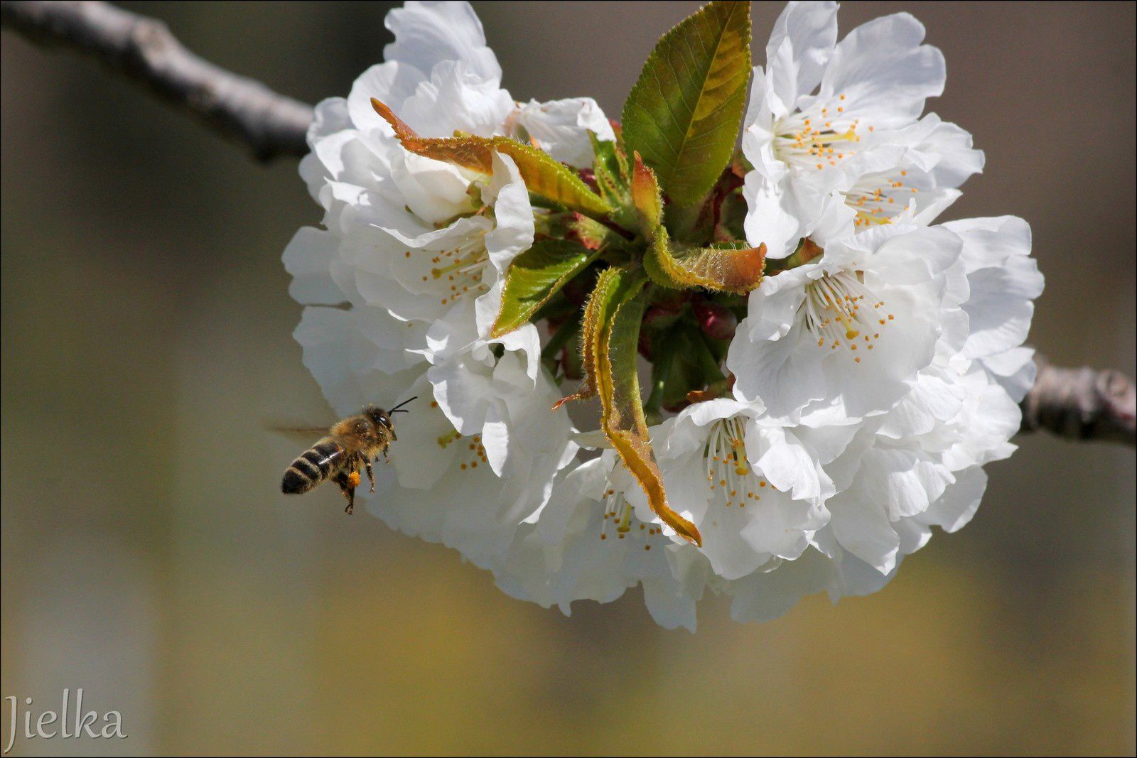 CÉRET (les abeilles et les cerisiers)