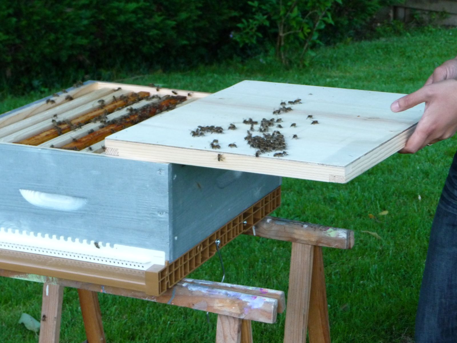 Recette Maison Pour Attirer Un Essaim D'abeilles Un essaim d'abeilles dans mon cerisier - Cuisine saveurs... et nature