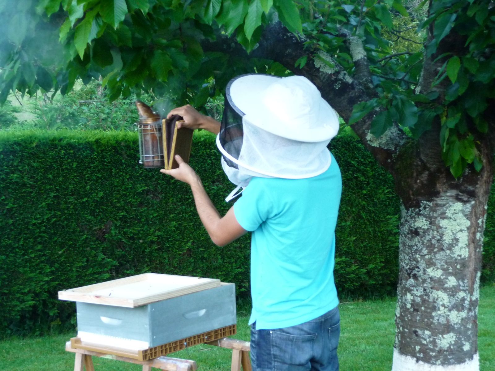 Recette Maison Pour Attirer Un Essaim D'abeilles Un essaim d'abeilles dans mon cerisier - Cuisine saveurs... et nature