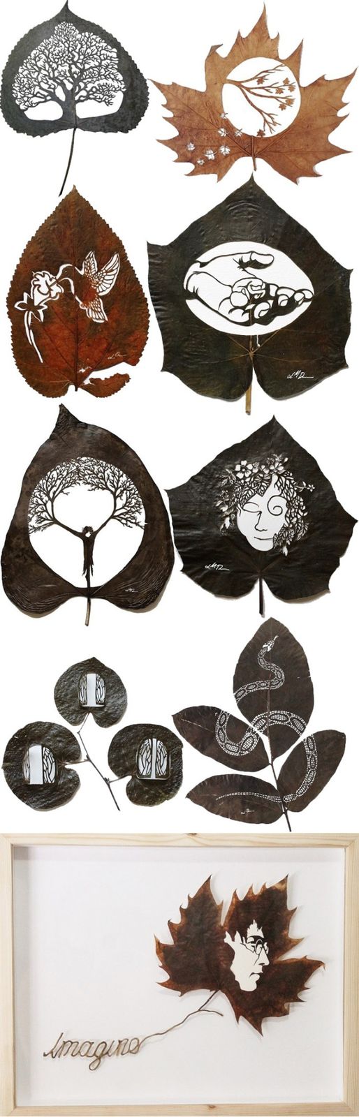 Les feuilles de Lorenzo Duran