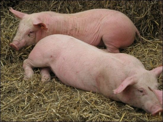 Cochon qui s'en dédit !