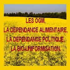 URGENT - Pétition contre le retour du Maïs OGM MON810 en France !