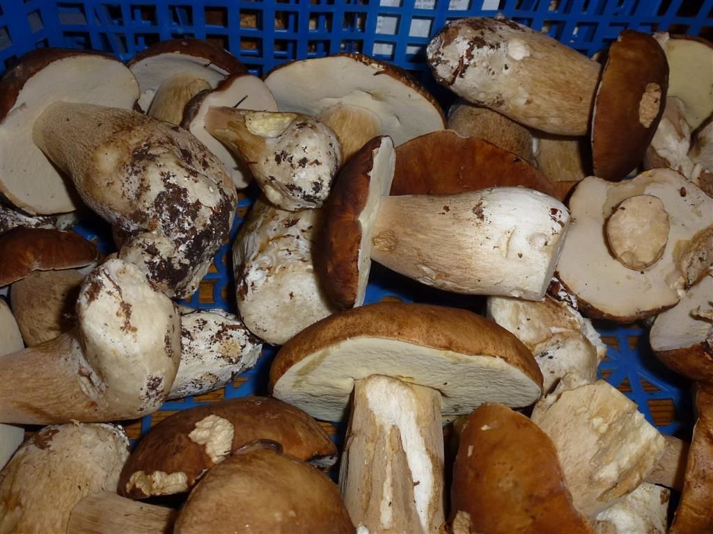 comment laver des cepes