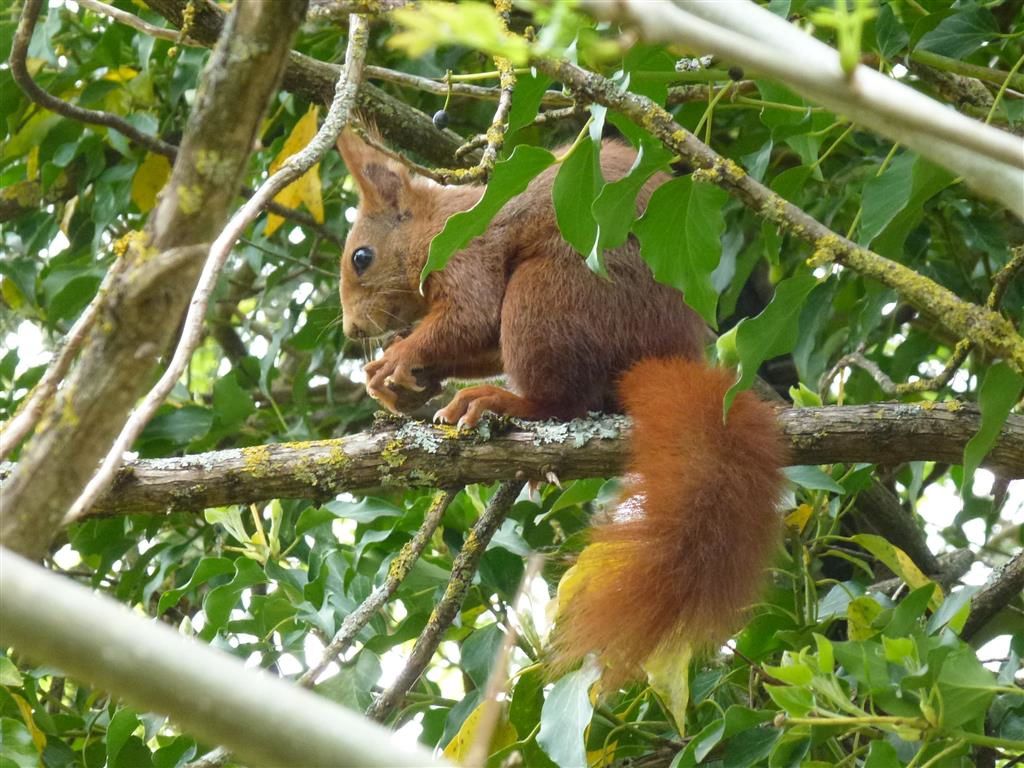 L'écureuil roux se tient debout à côté d'un arbre épais. Il regarde autour  de lui pour