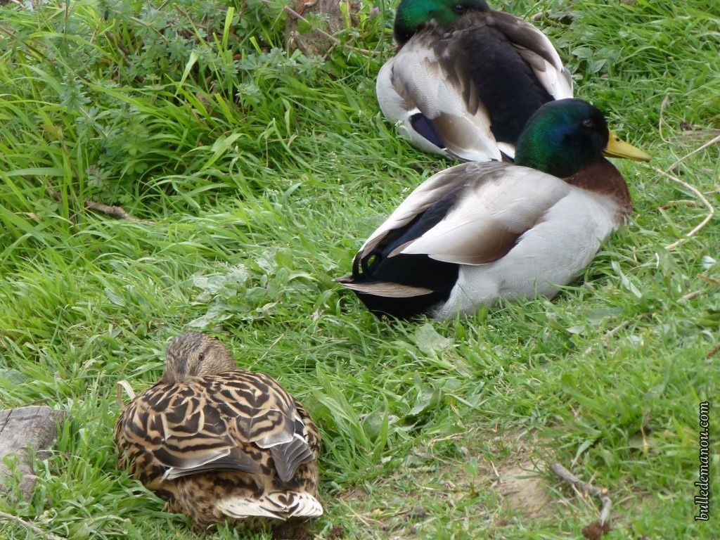 ils se sont rencontrés au bord du chemin