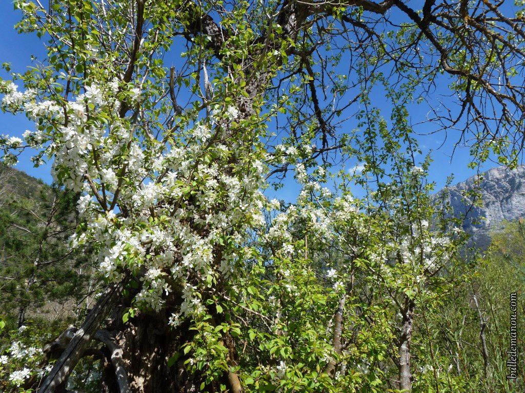 Quelques fleurs sauvages de printemps / Balade dans la Drôme - Dans la  Bulle de Manou