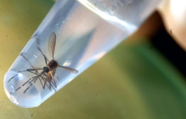 Moskito Aedes aegypti, fotita en laboratorio de la universitato de Salvadoro, en San-Salvadoro, la 3an de februaro 2016 - Marvin RECINOS AFP
