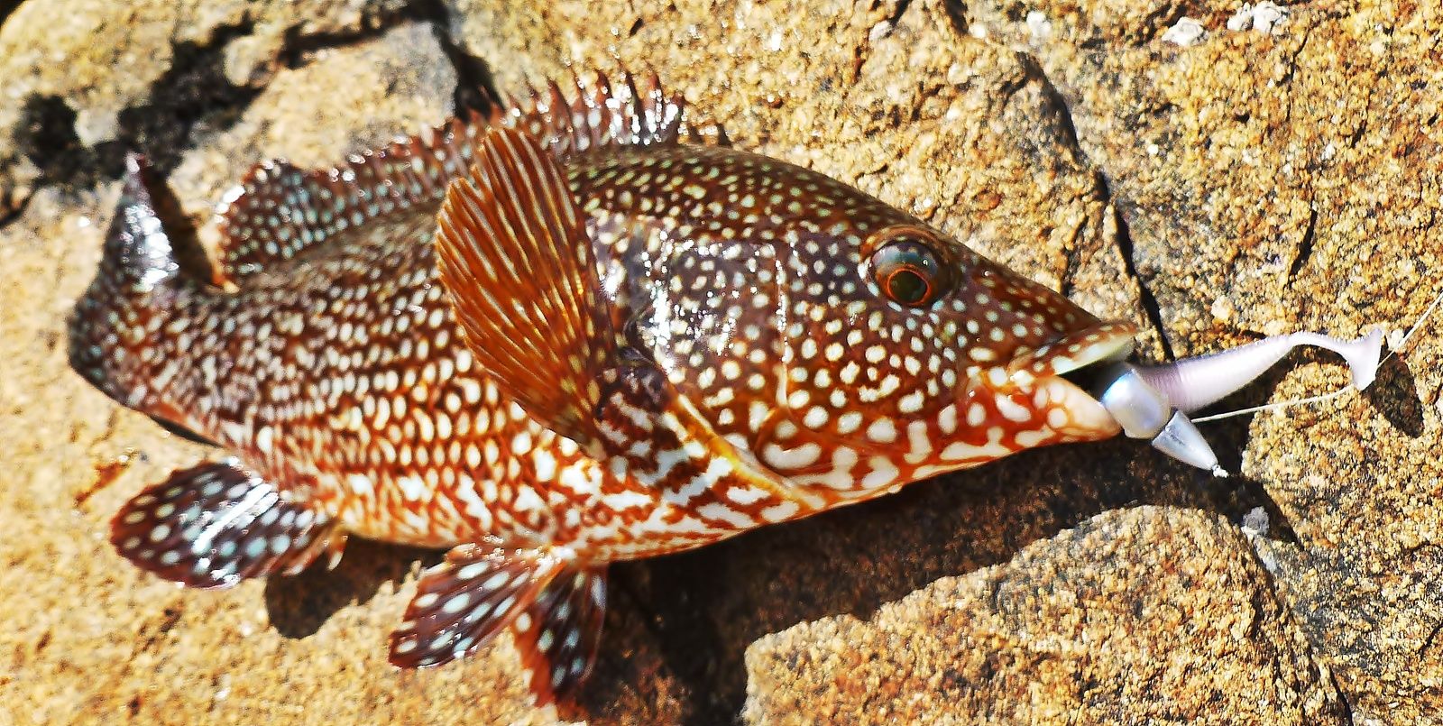 cul de vieille salope salope a grosse chatte cul de vieille salope salope a grosse chatte
