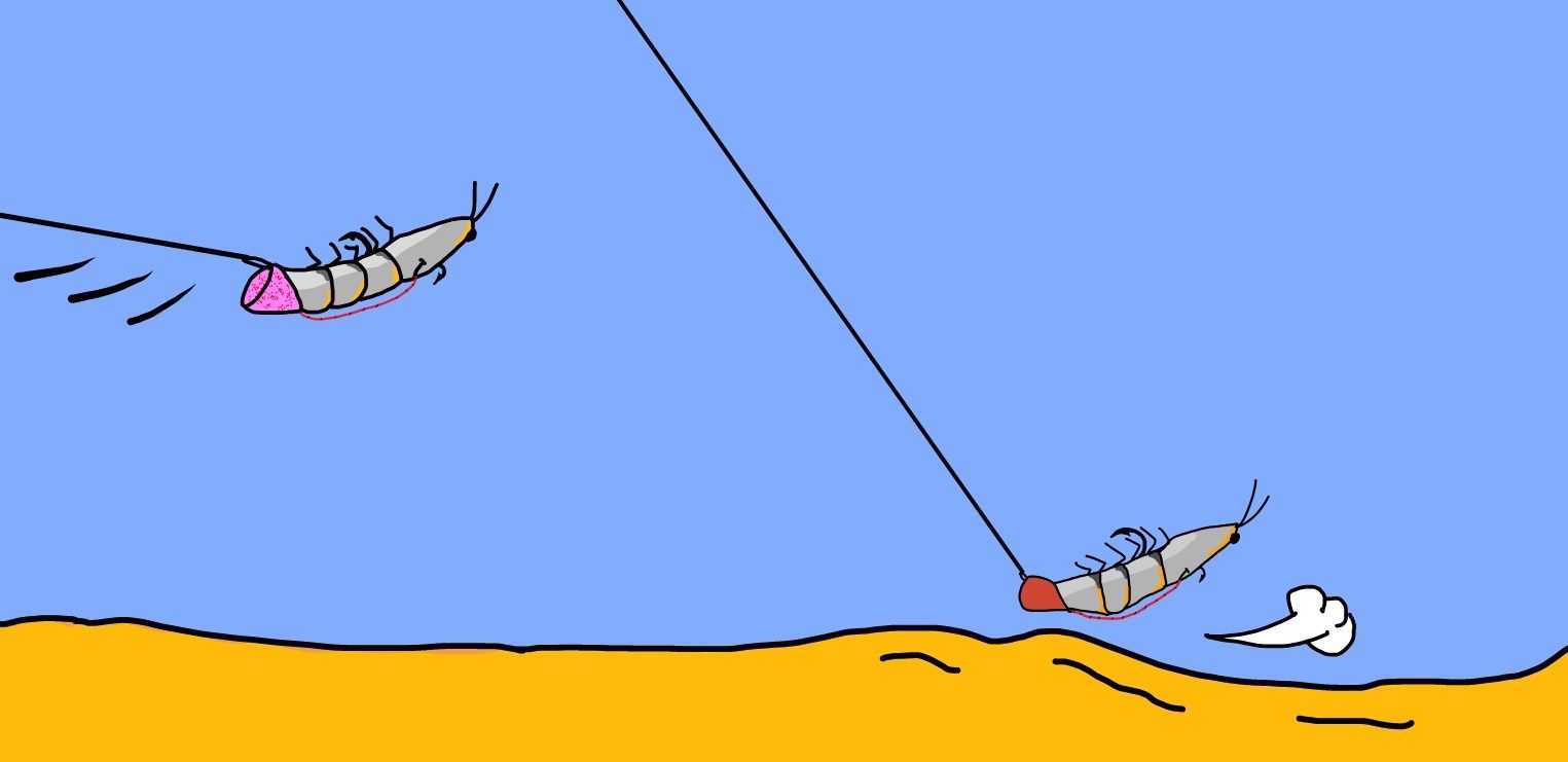 Pêche au tenya - Le blog de rockfishing-game