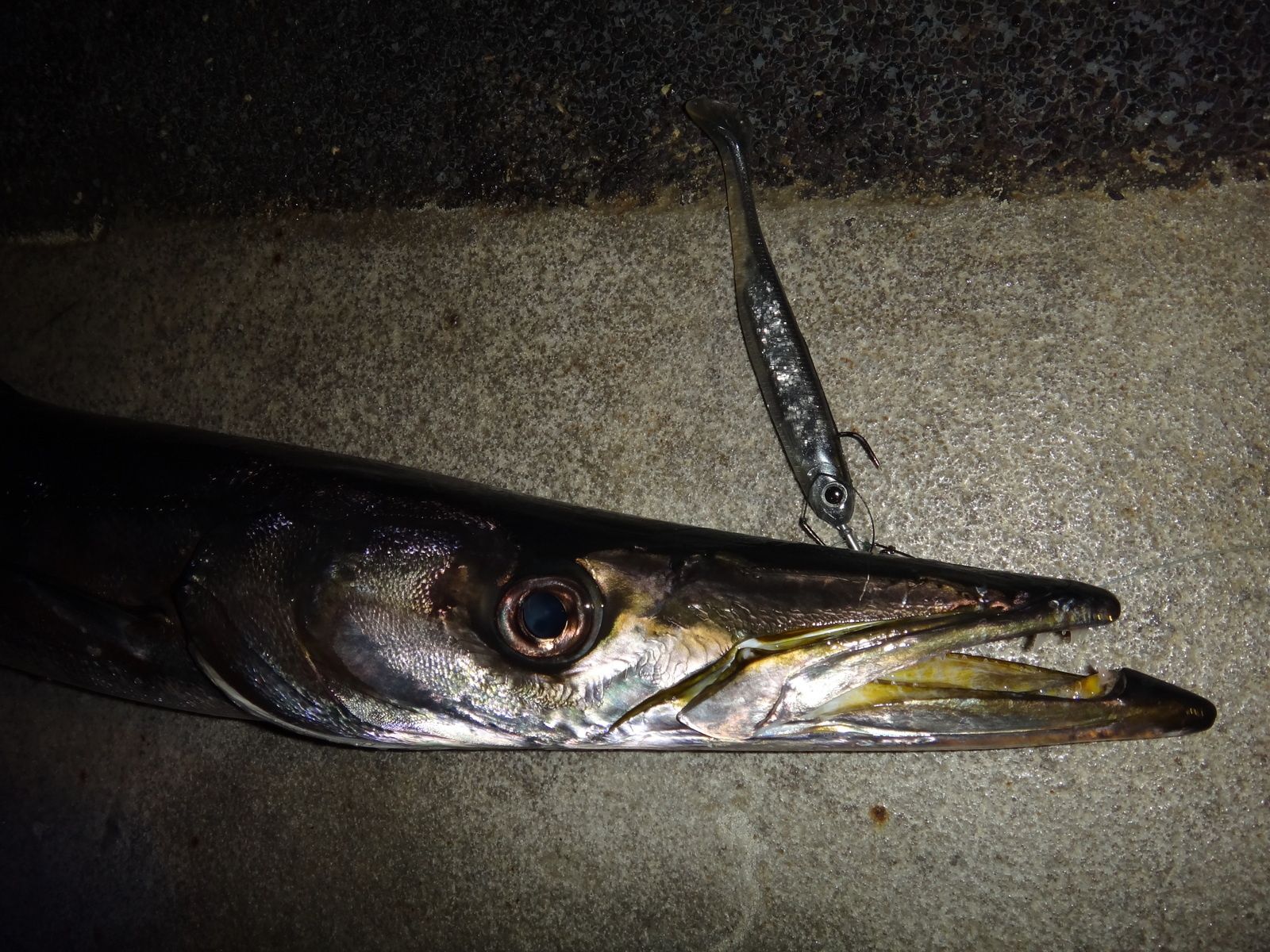 La pêche du barracuda au Leurre Souple Le blog de rockfishinggame