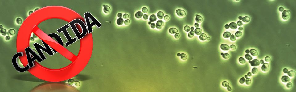 candida maladie candida maladie