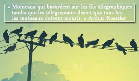 ob_428d7d_oiseaux-fil-de-telephone-democratie.jpg