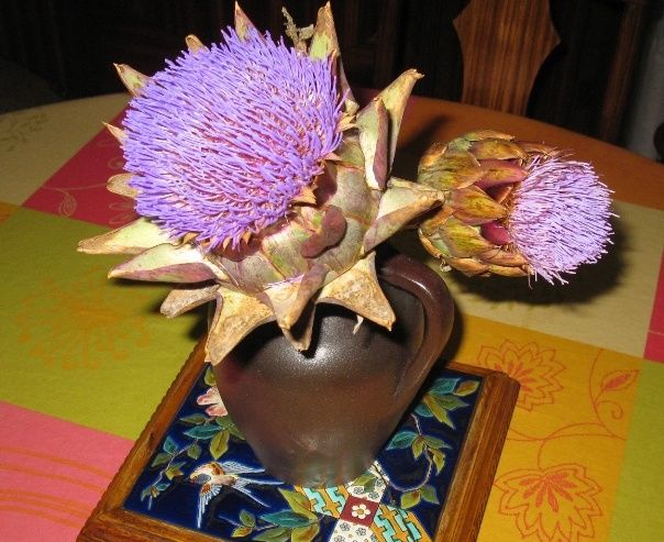 ob_23d218_fleur-artichaut-2.JPG
