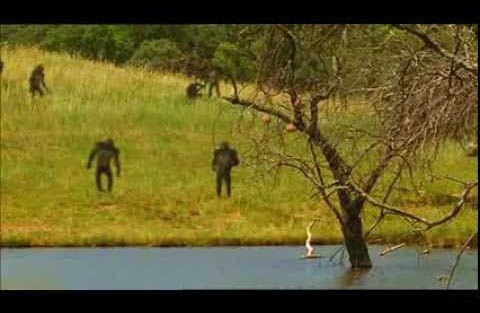 ob_f5c1a1_singes-se-redressant-evolution.jpg