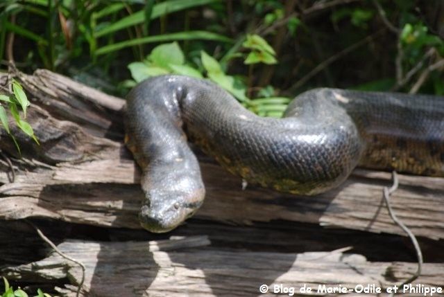 rencontres guyane française