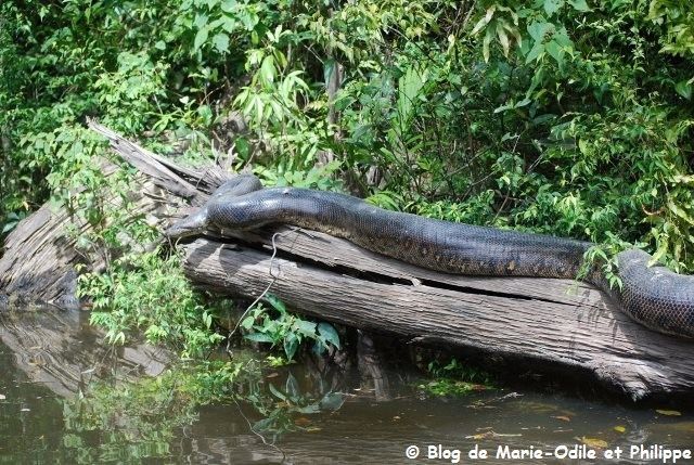 Rencontres kourou